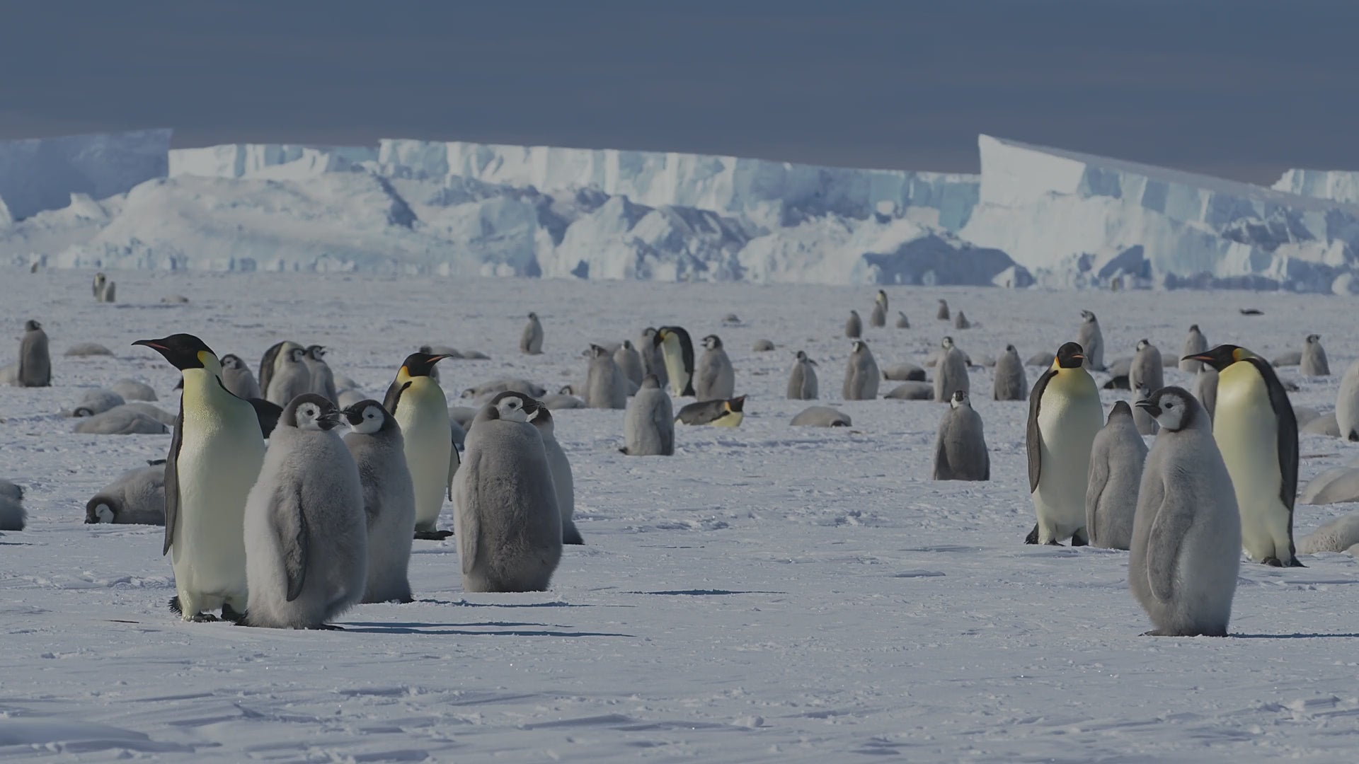 A colony of emperor penguins and chicks on the Antarctic ice with towering glaciers in the background — symbolizing Gletscher Energy’s name origin rooted in resilience, purity, and nature’s raw power.