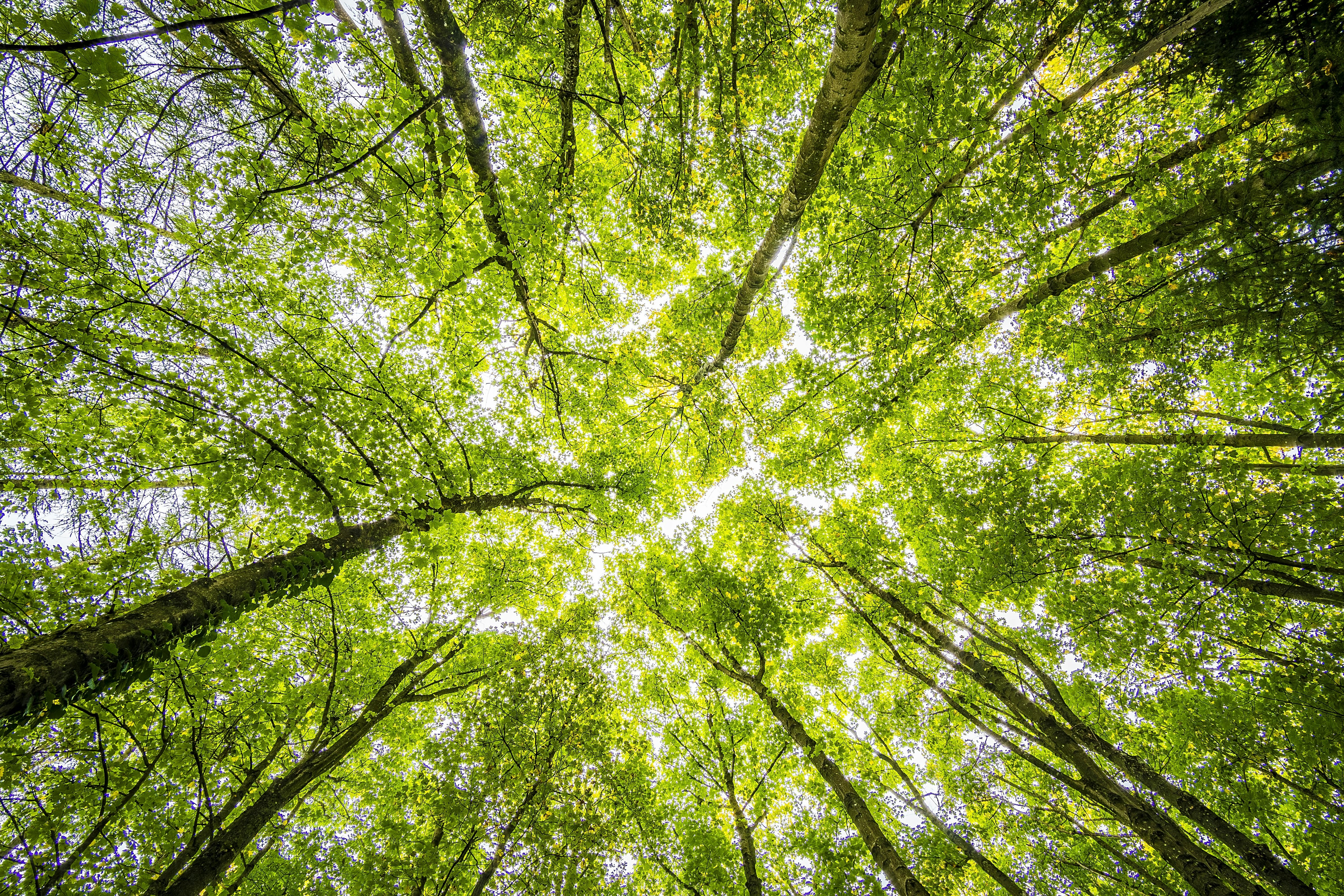 Upward view of lush green forest canopy symbolizing sustainability, carbon neutrality, and Gletscher Energy’s commitment to eco-conscious innovation.